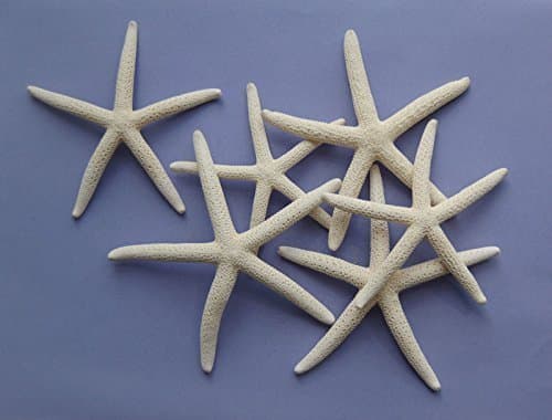 Six Natural "Finger" Starfish, 7 cm - 10 cm