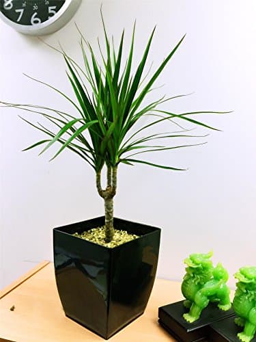 Life Improver 1 Evergreen Dragon Tree Table Plant @ Gloss Black Milano Square Pot