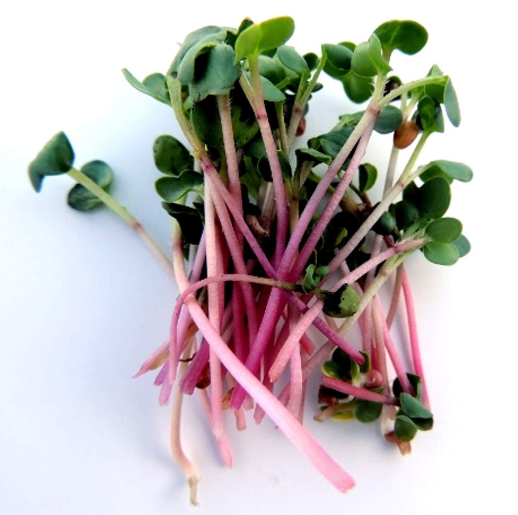 Radish Red Arrow Sprouting Seeds for Fast Easy Vegetable or Microgreens #288 (80+ Seeds, or 1 Gram)