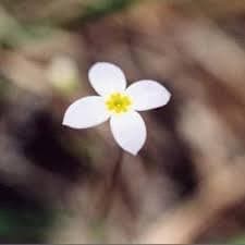 New Fresh 40pcs Bluets Houstonia Seeds Generic