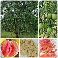 Pomelo fruit seeds,100% germination (14 seeds)