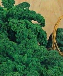 Kale "Dwarf Siberian Improved" 1,500 Seeds