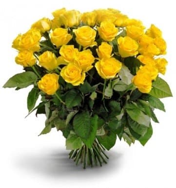 100 Fresh Yellow Roses | 50 cm. long (20")