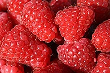 Plants All Year 10 X Raspberry Canes Autumn Bliss Bare Rooted