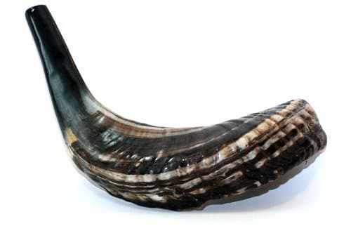 Traditional Ashkenaz Ram Horn Shofar