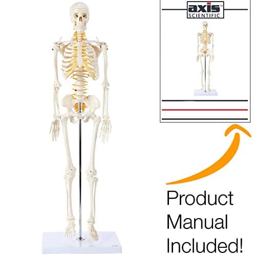 Axis Scientific Mini Human Skeleton Model with Metal Stand | 31 Inches Tall with Removable Arms and Legs is Easy to Assemble | Includes Detailed Product Manual for Study or Reference | 3 Year Warranty (Renewed)