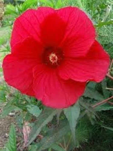 10 Fireball Hardy Hibiscus Seeds