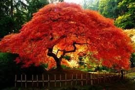Maple Amur (Acer Ginnala Flame) Nice Garden Tree 10 Seeds by Seed Kingdom