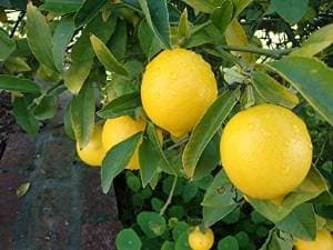 Green Leaf Meyer Dwarf Lemon Tree 35 Seeds indoor/outdoor by Earth Home
