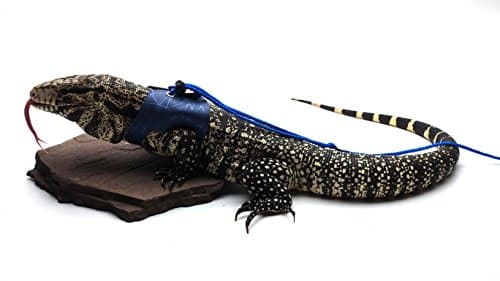 Ogle Lizard Leash, Limited Edition Blue Web, for LARGE LIZARDS (Giant size)
