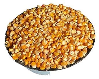 DADFirm Maize Popcorn Seeds/Makka/Corn/Bhutta/Kernel Seeds Popcorn (500 grams)