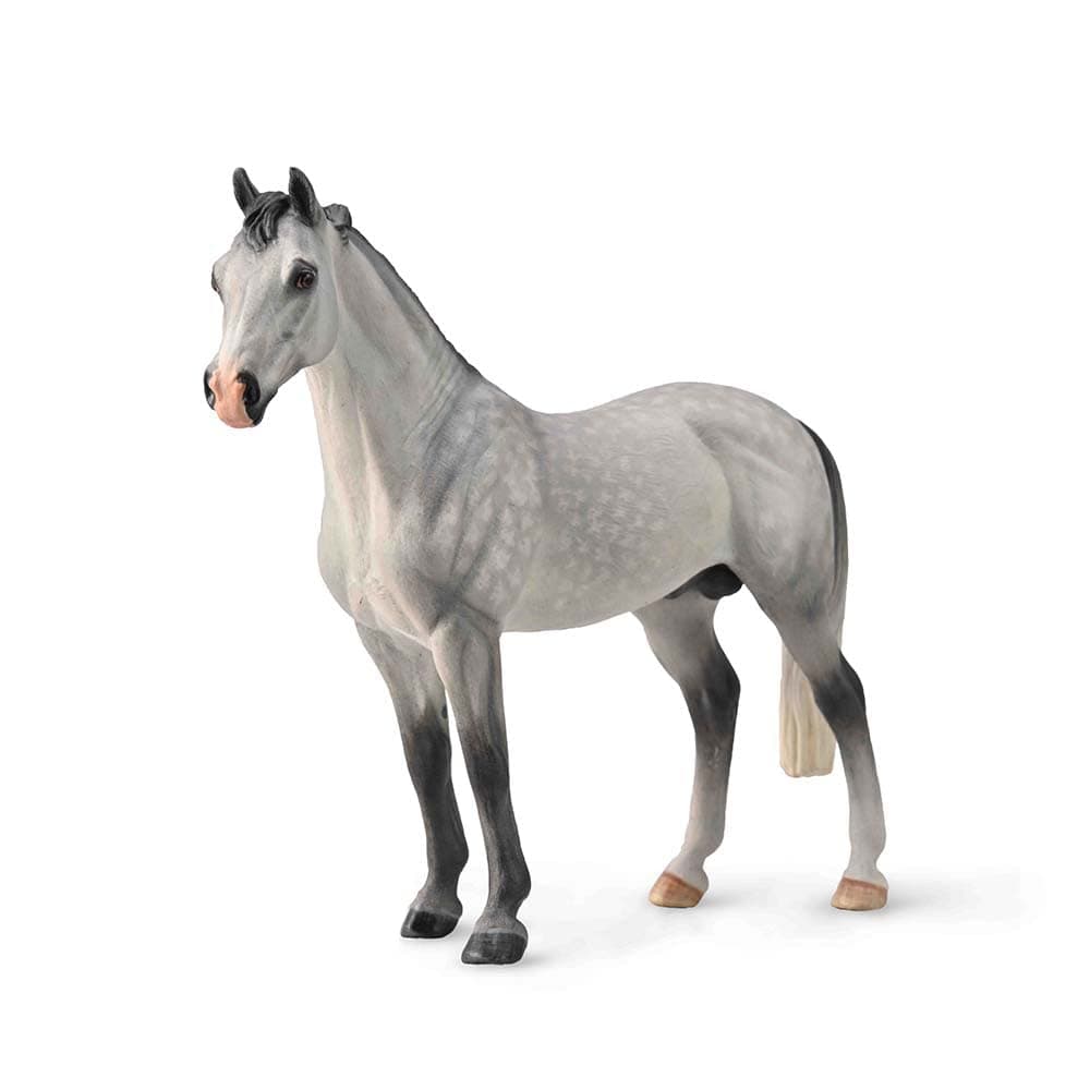 Hanoverian Stallion Dappled Grey