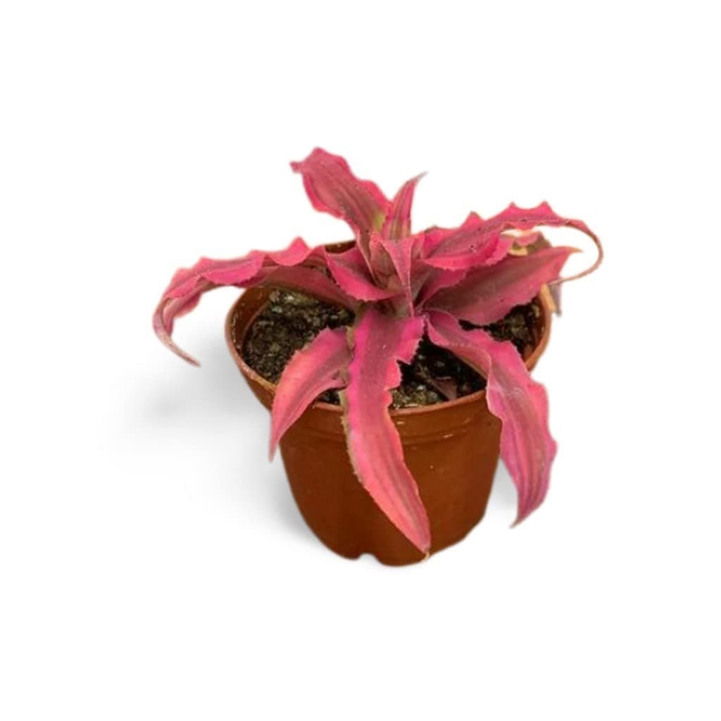 OhhSome Exotic Plant Cryptanthus Ruby, 8.5 Cm Potindoor Easy To Take Care Of (Air Purifier Healthy Live Plant)