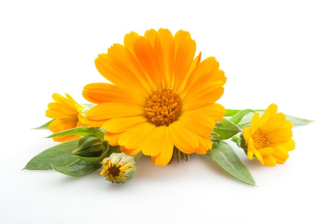 Calendula Oil. Calendula Officinalis. 100ml