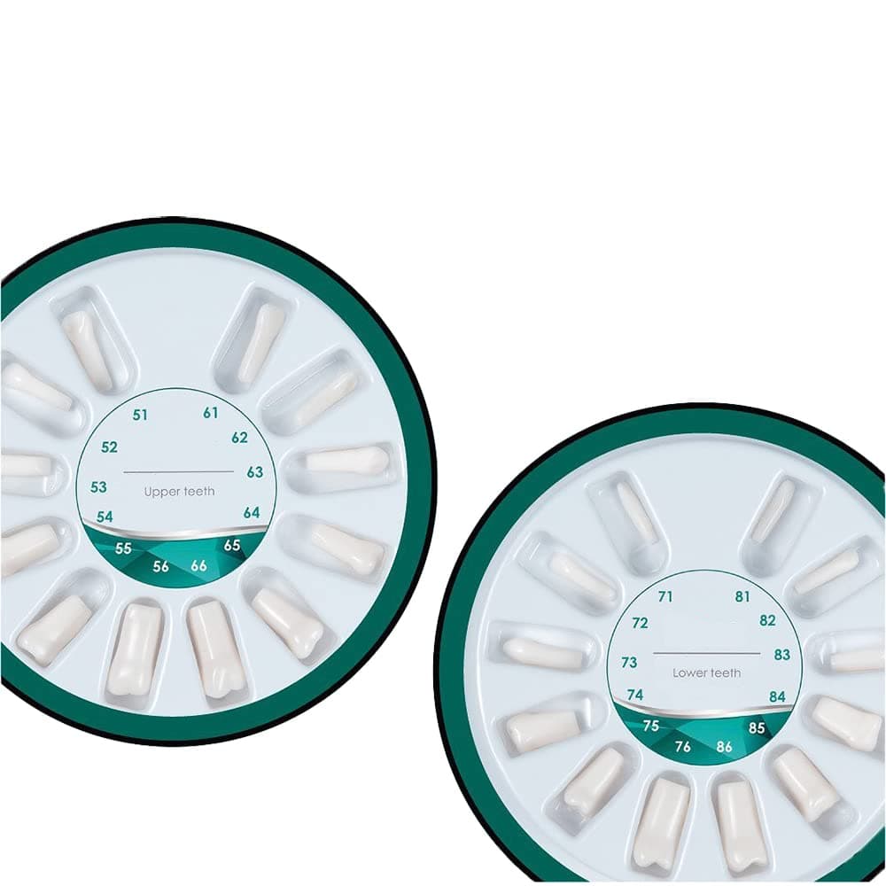 Pediatric Typodont Teeth Model 24 Removable Teeth Compatible with Kilgore Nissin 200P (Teeth Set (All 24 Teeth))