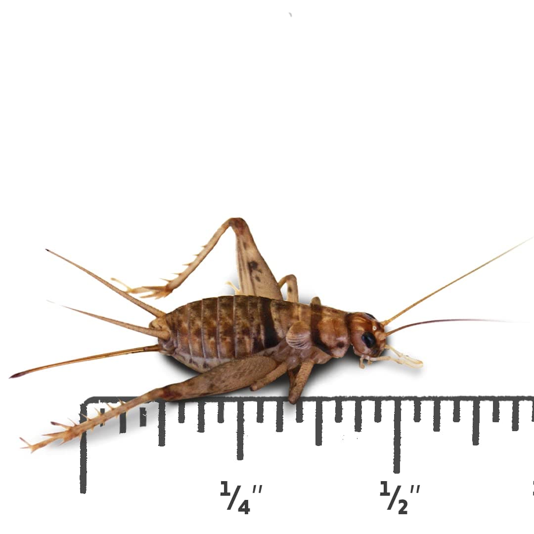 1/2" Banded Crickets (72 Count)