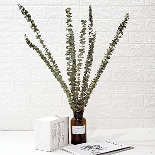 Belle Fleur Dried Real Eucalyptus Branches 12 Stems, Natural Eucalyptus Leaves for Flower Arrangements Wedding Home Decor