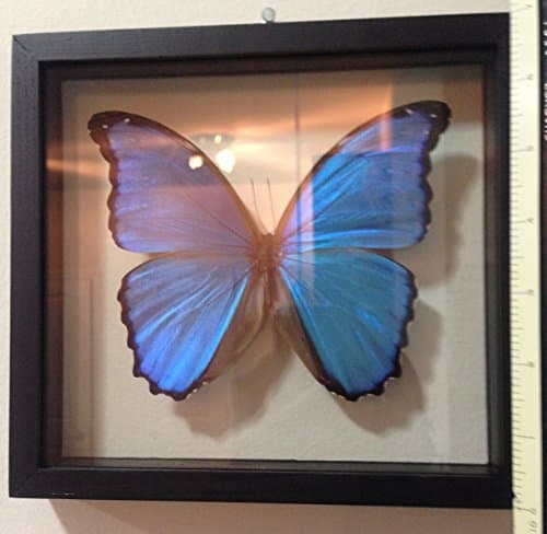 Real Blue Morpho Butterfly Framed and Mounted in Black Display by Ben the Butterfly Guy