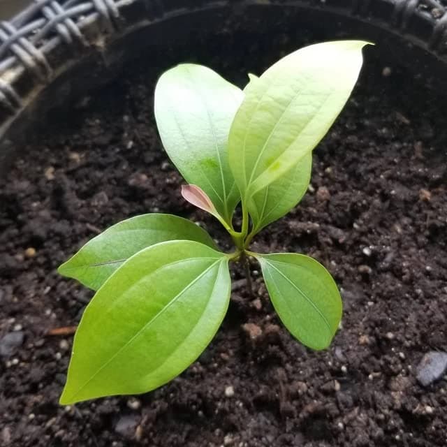 Ceylon CINNAMON Tree~ LIVE SPICE TREE Cinnamomum zeylanicum Med size Potd Plant