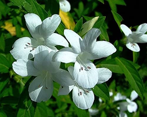 HERBALISM White barleria cristata