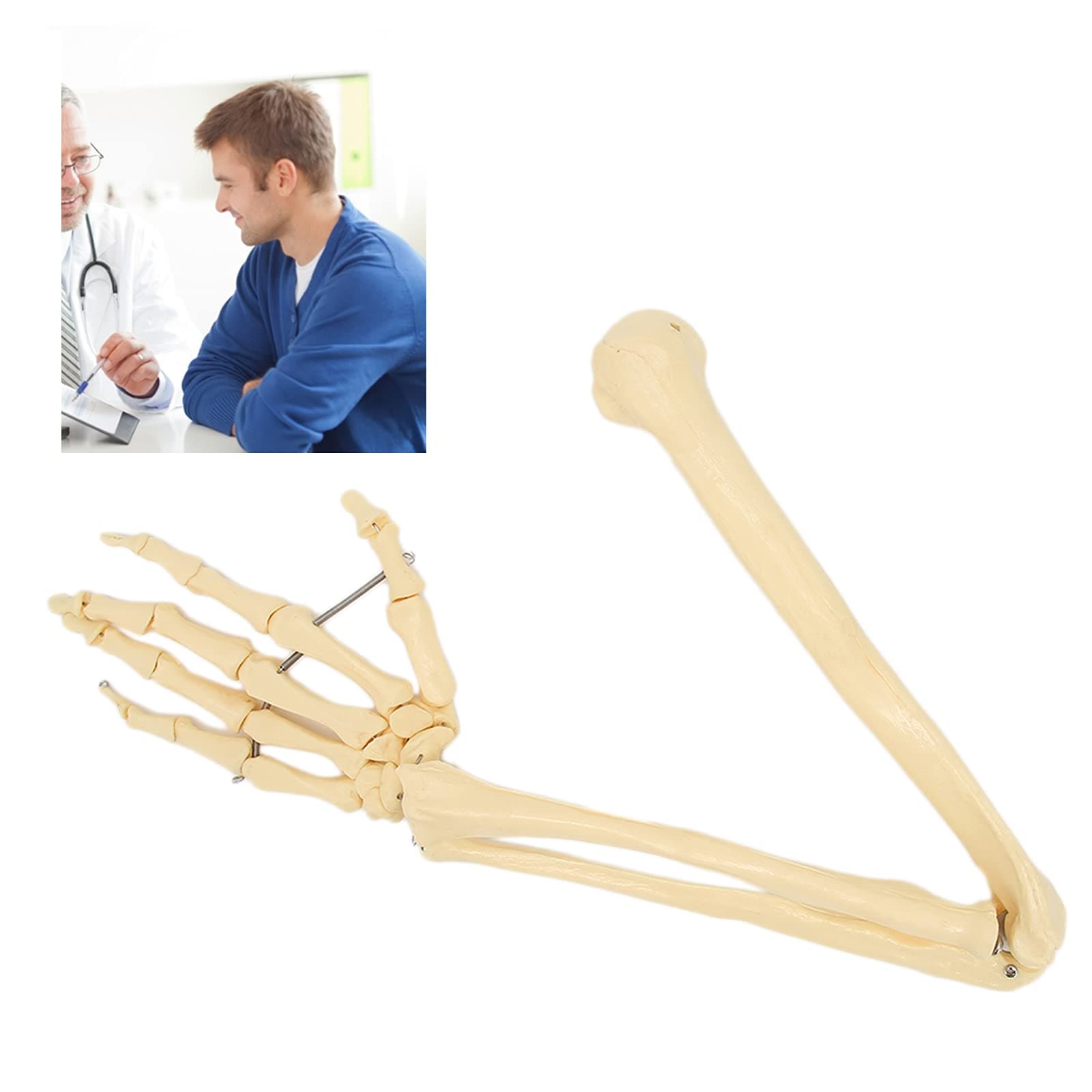 Arm Bone Model, Eco‑Friendly Human Arm Bone Model for Doctor‑Patient Explanation for Teaching