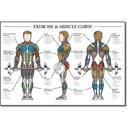 Exercise & Muscle Guide-Male 24"x36"