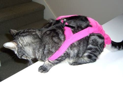 Hot Pink Piddle Pants(TM) for Medium Cat (Measuring 15"-17" from Collar to Base of Tail)
