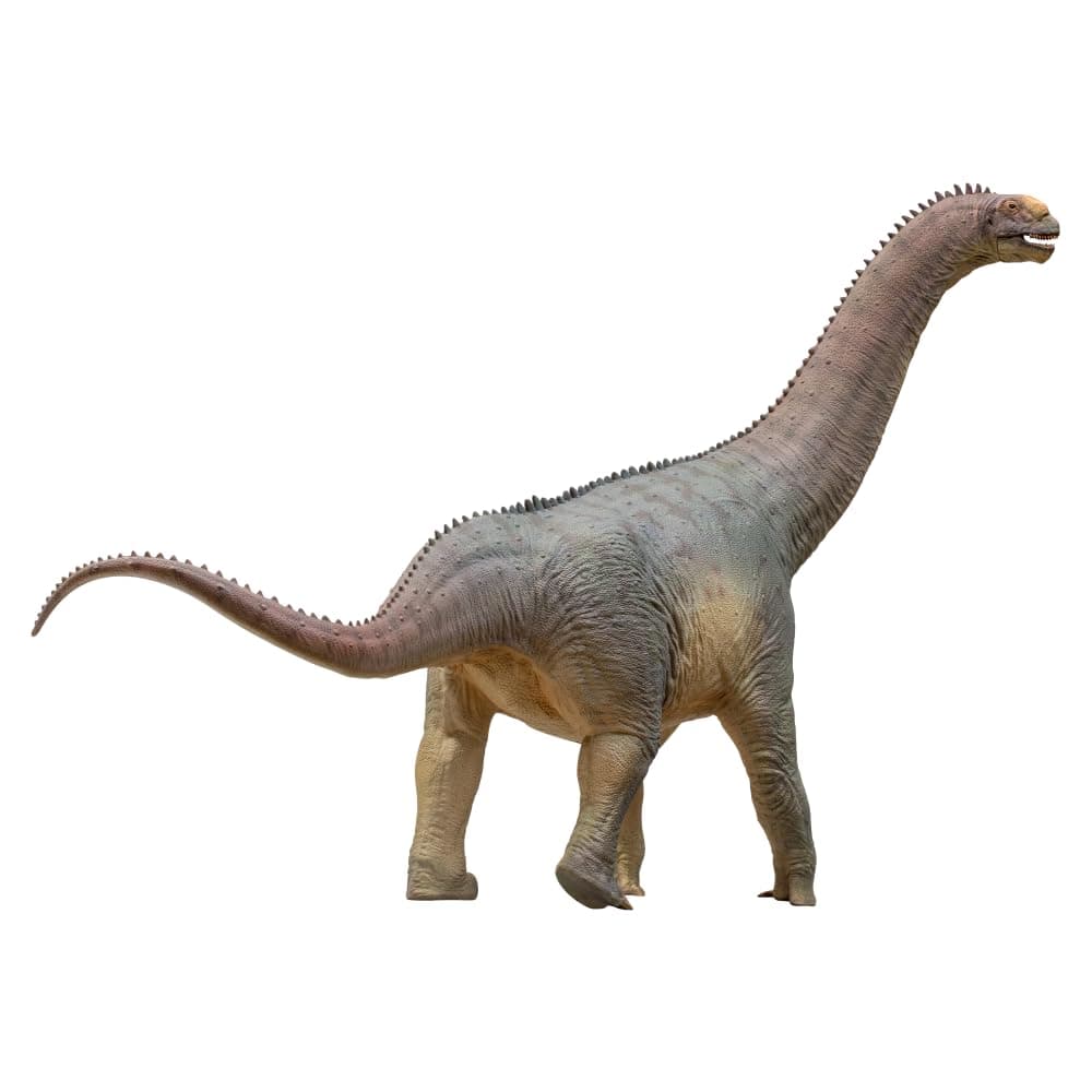 Prehistoric Dinosaur Models:85 Njor The Camarasaurus
