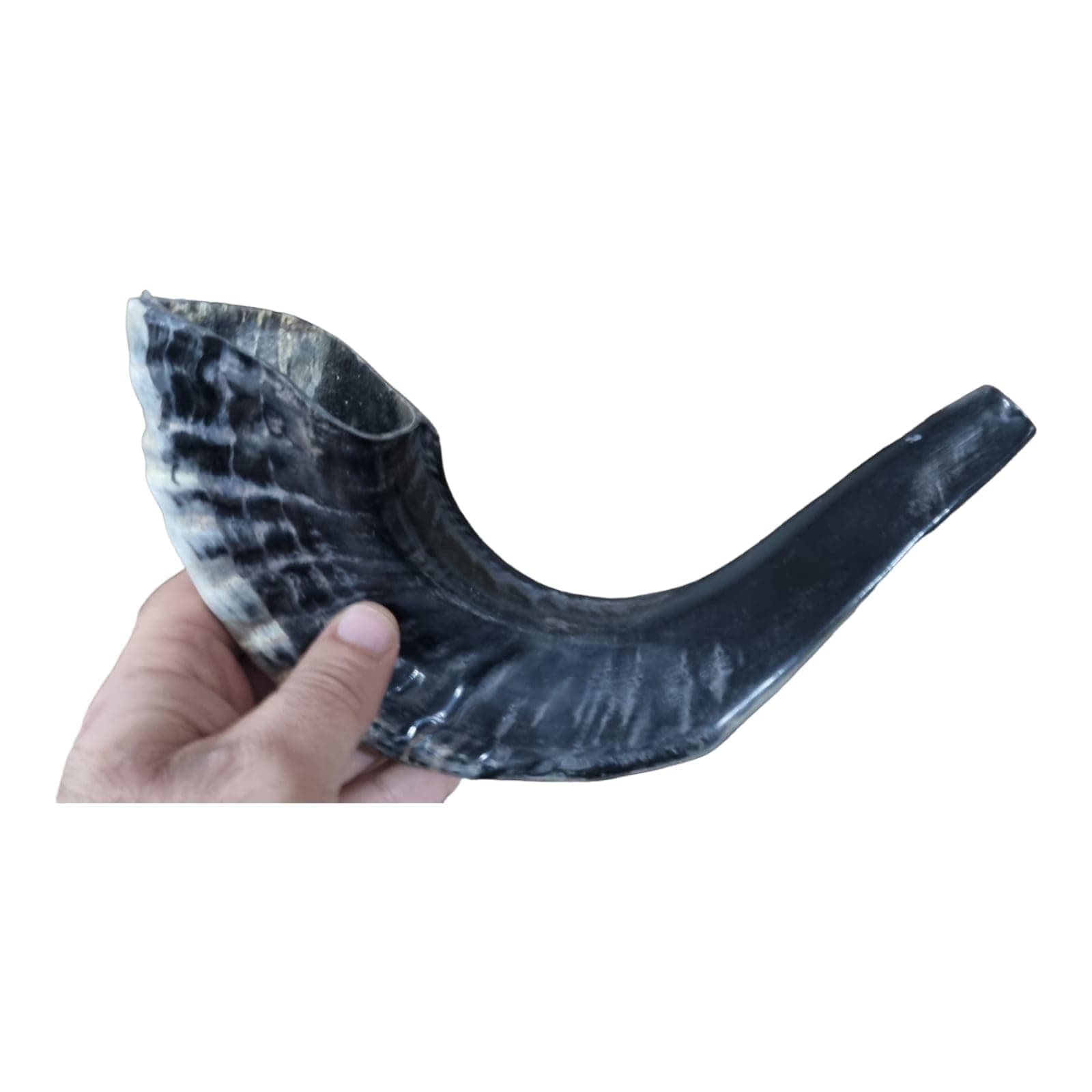 Authentic Black Ram's Ram Horn Shofar - Kosher - 12-14 Inch Curved Length - Traditional Jewish Instrument