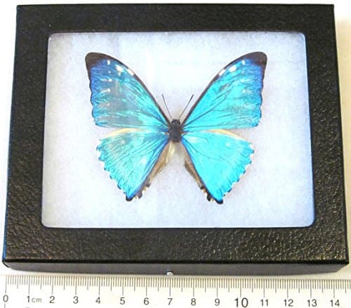 Morpho zephyritis Real Framed Butterfly Blue