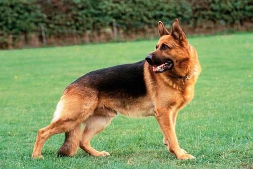 German Shepherd 1000 Piece Jigsaw Puzzle