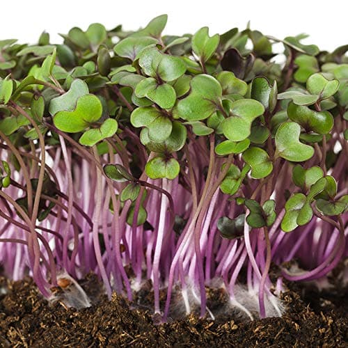 Organic Microgreens Sprouting Seed Red Cabbage Seeds - Just 6 Days to Grow - Approx. 20,000 Seeds