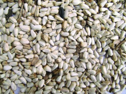 SHAFER SEED COMPANY 281640 Safflower Seed