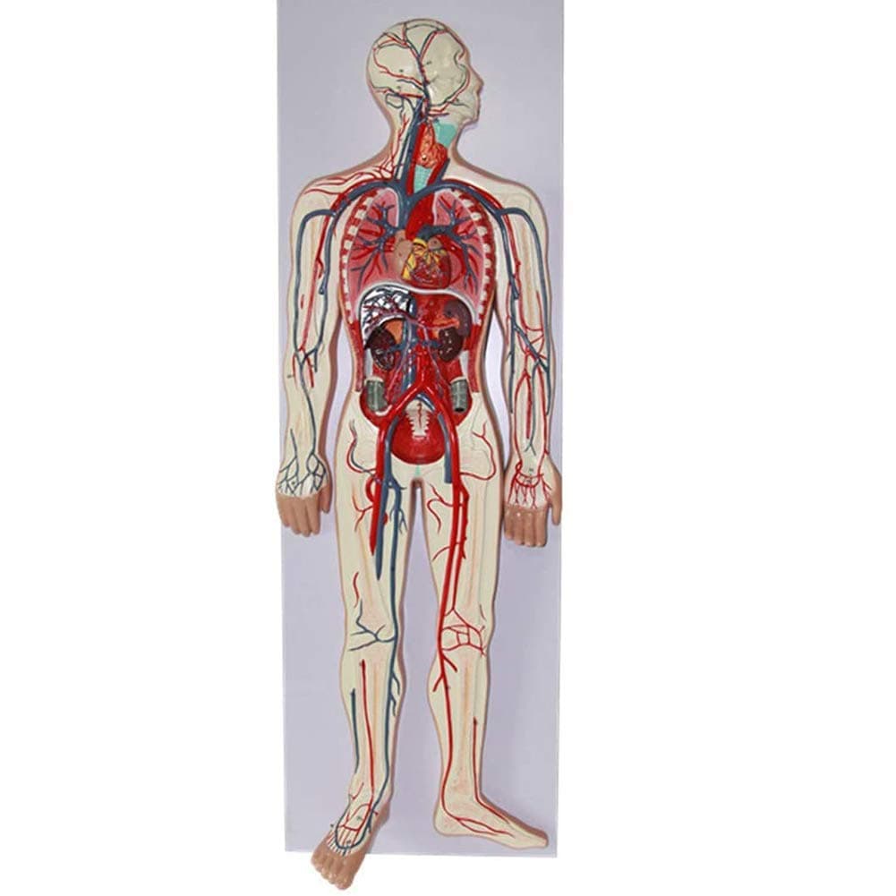DBSCD Human Blood Circulatory System Model - Arterial And Venous Structures Human Anatomy Science Models 86Cm30cm5cm