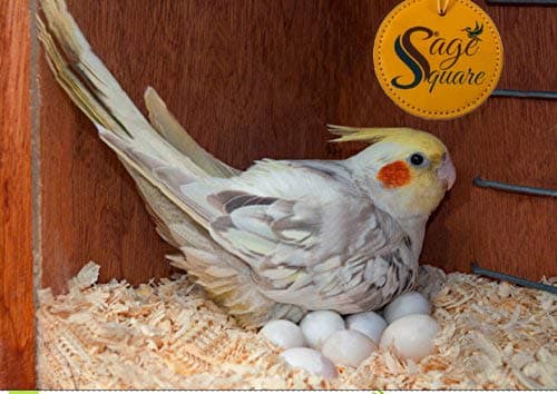 Sage Square Natural Soft Wood Shaving Bedding/Nesting Material for Birds (150 gm)