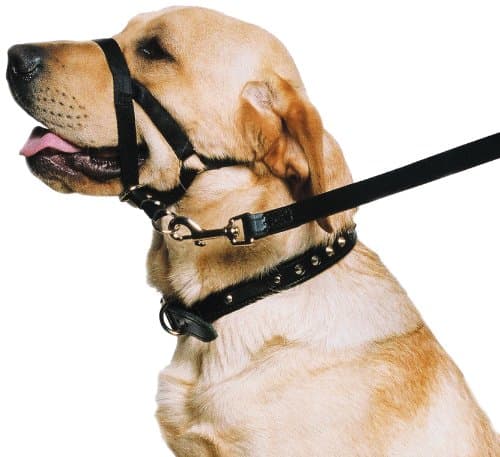 AncolWeatherproof Nylon Dog Training Halter Head Collar - Black - Sturdy Pulling Control Pet Walking Accessory - Large