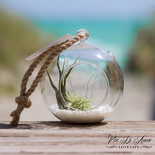 Table Top Terrarium With Air Plant