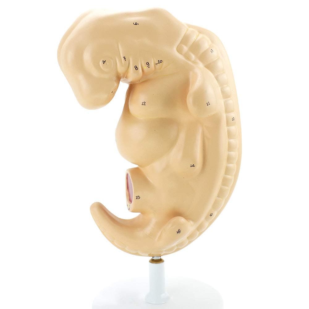 Human Embryo Model Embryo Embryo Development Process Uterine Tissue Embryo Model Pregnant 4 Weeks Fetus High Magnification Detailed Anatomy for Science Classroom Study