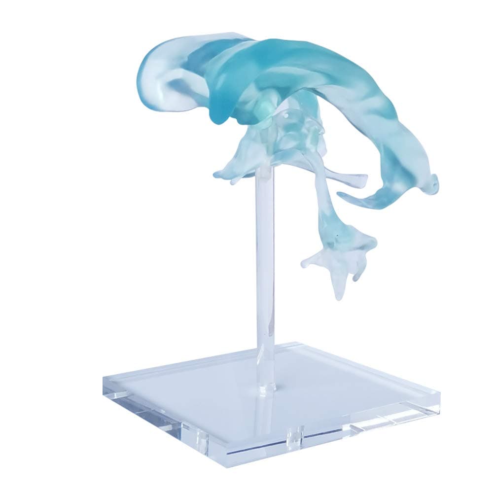 Human Brain Ventricles Model for Medical Teaching Learning, Kids Learning Education Display Tool