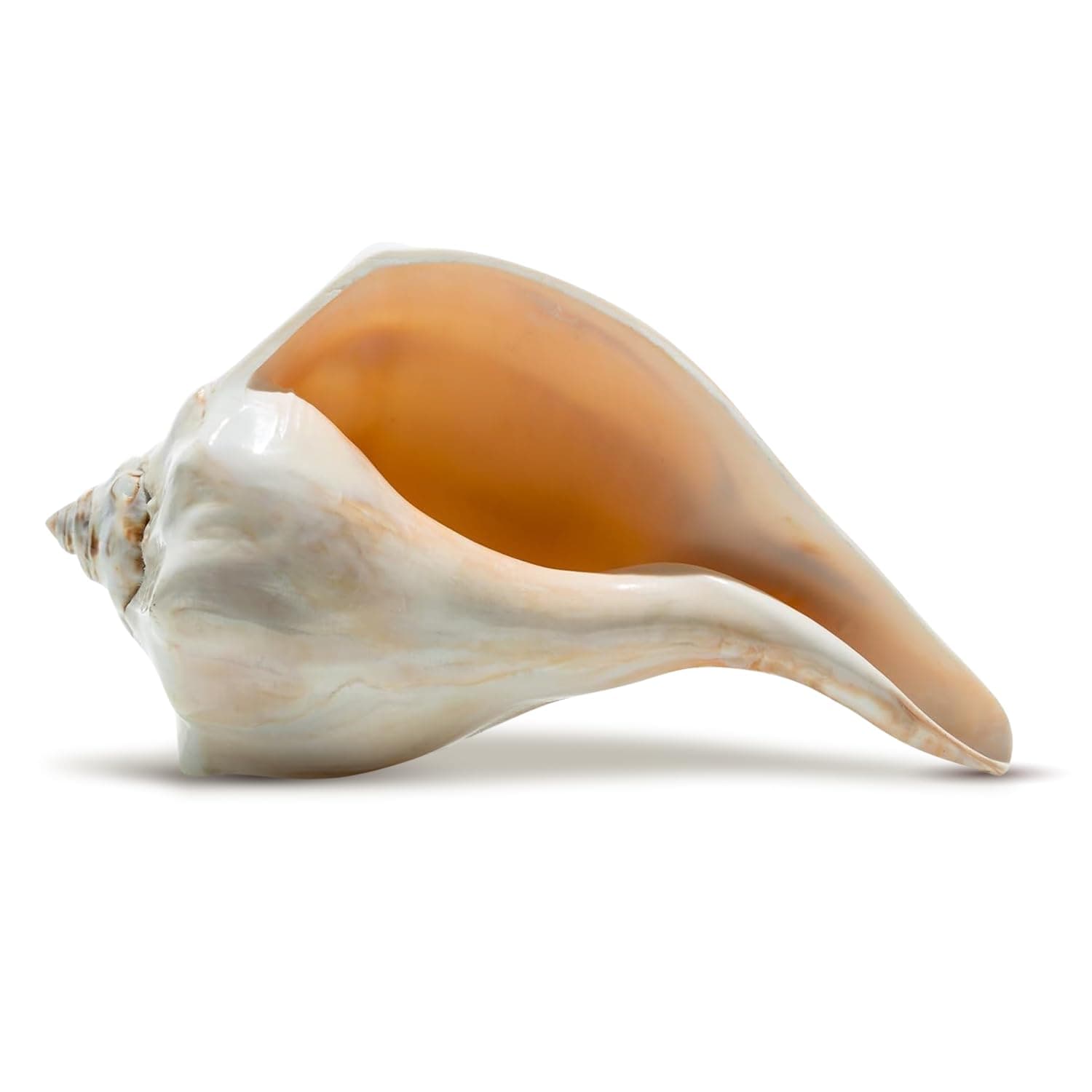 Atlantic Whelk Sea Shell | Polished Atlantic Whelk 7-8" | Large Shell for Display & Home Decor | Plus Free Nautical Ebook by Joseph Rains