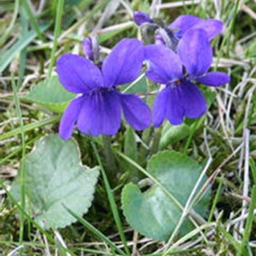 Viola, Odorata Sweet Violet - 50 Seeds