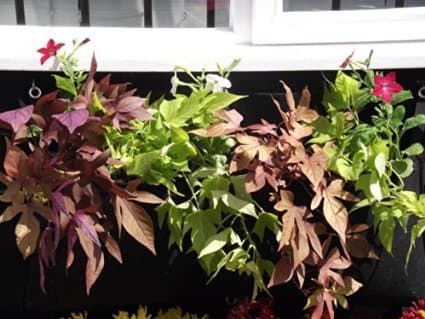 3 x Wall Hogger - High Quality - Wall Planter - Large 1 Pouch