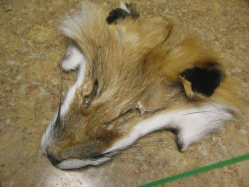 Red Fox Face Scrap Hide Tanned Fur Pelt
