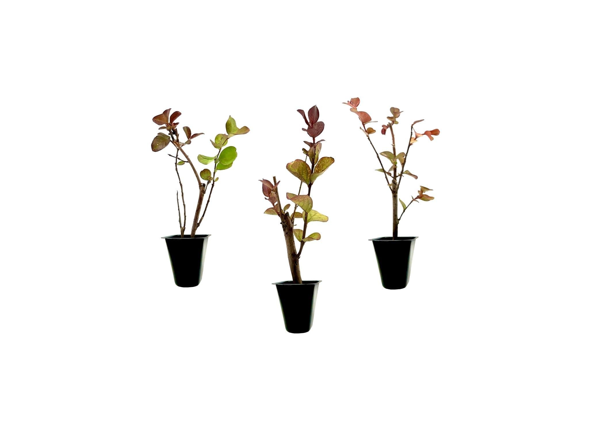 Crape Myrtle Dynamite Red | 3 Live Plants | Vivid Red Blooms & Hardy Growth, Live Plant, Ornamental Shrub for Striking Garden Display