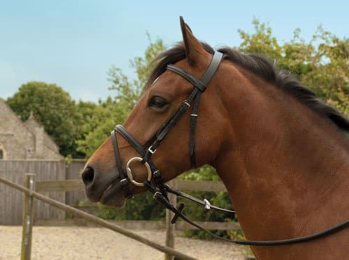 Windsor EquestrianHorses Leather Bridle Brown Full