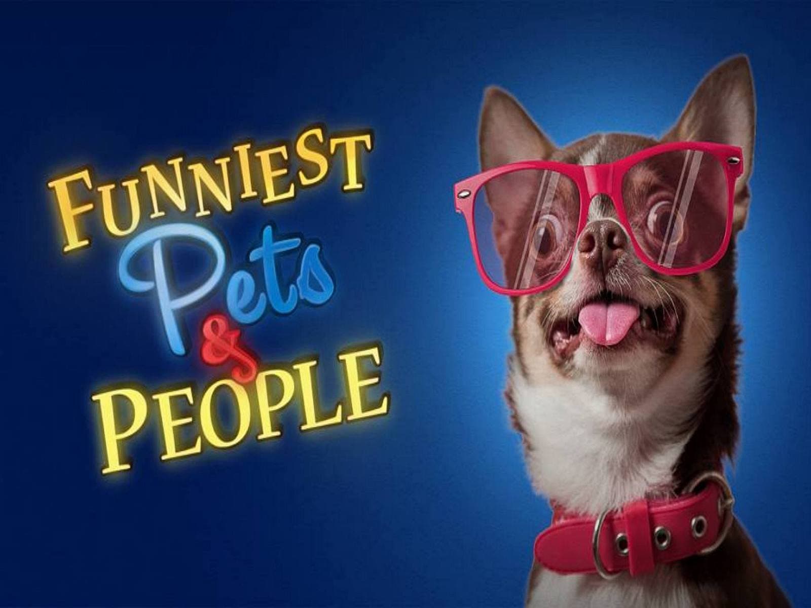 Funniest Pets and People