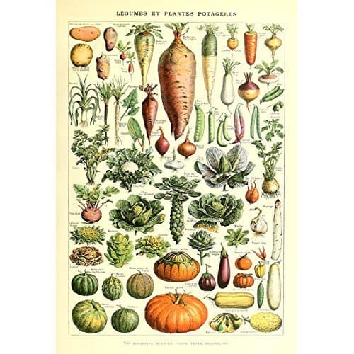 Meishe Art Vintage Poster Print Art Kitchen Vegetable Identification Reference Chart Botanical Science Plant Carrot Pumpkin Potato Home Wall Decor (53cm x 80cm)