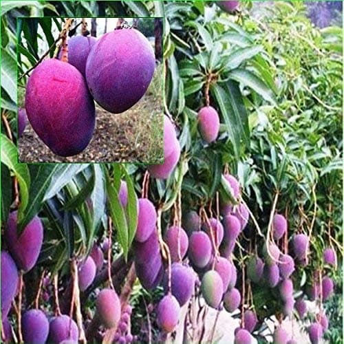 SIAM GARDEN Dwarf Grafted All Season Mango Tree Fruit, Red, 30 cm to 50 cm