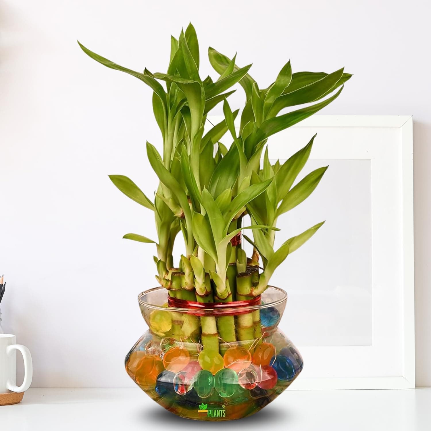 - 2 Layer Lucky Bamboo (Indoor Bamboo Tree Plants) in Pot for Gifting, Home Decor, Tabletop & Office Desk (Transparent Glass)