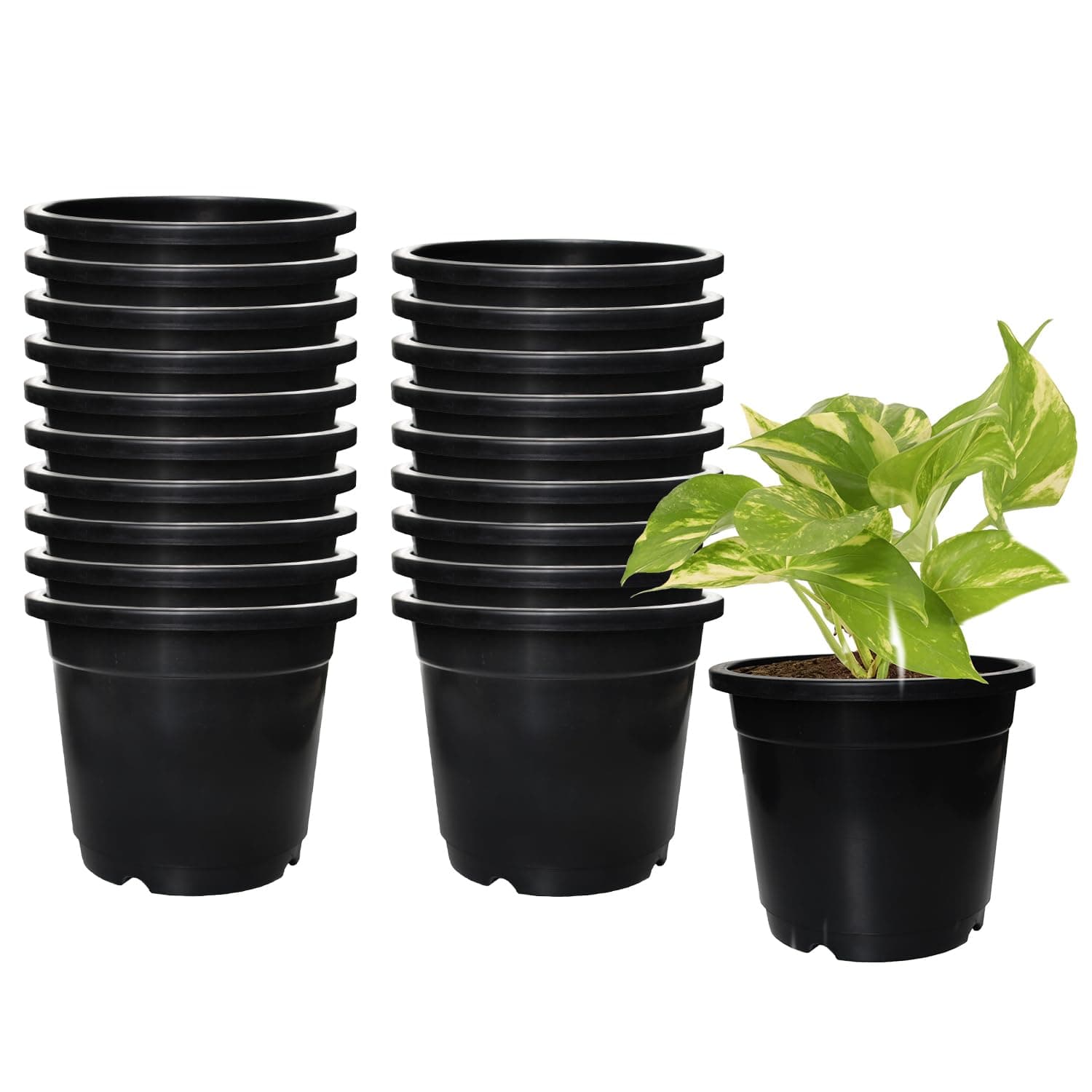 Amazon Brand - Solimo 100% Virgin Plastic Round Nursery Planter Pot | Indoor and Outdoor Flower Pot for Home/Office/Table/Garden/Balcony Decoration | 6 inch, Set of 20 | Black